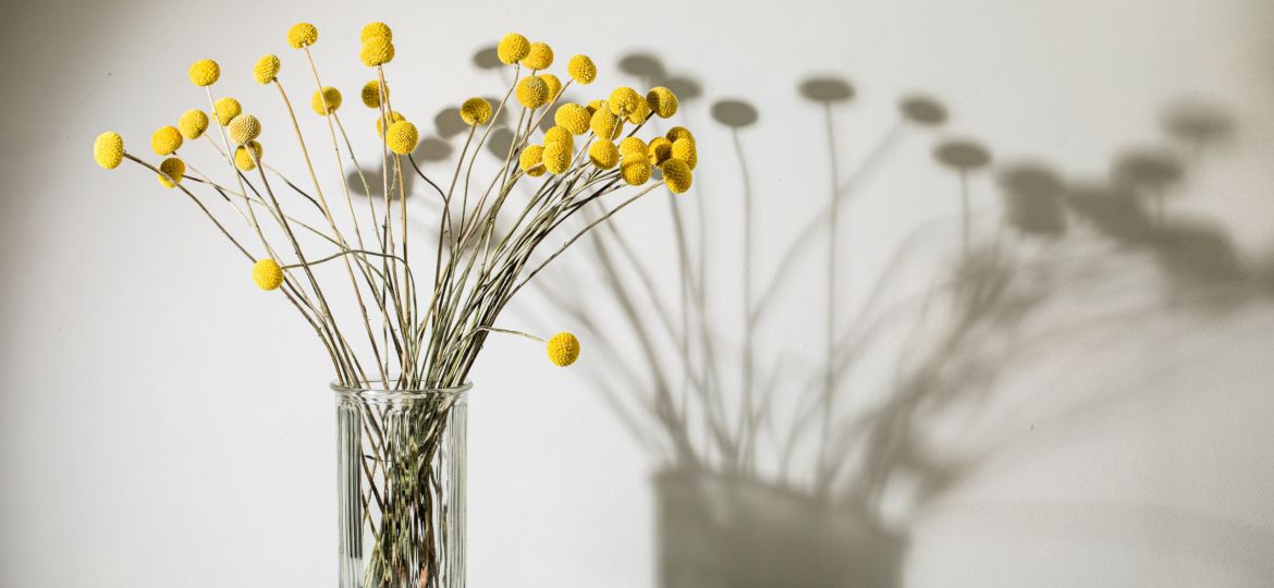 Craspedia pom pom flowers in a glass vase