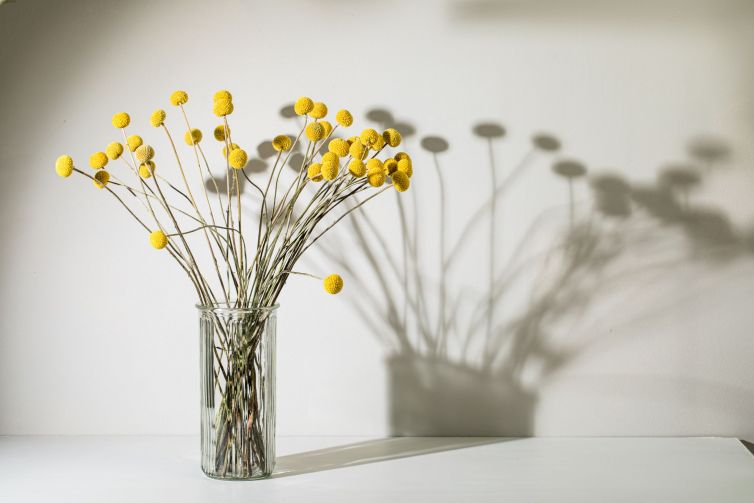 Craspedia pom pom flowers in a glass vase